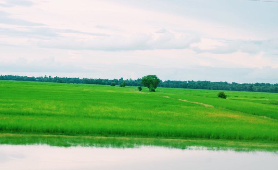 Cambodia Rice field