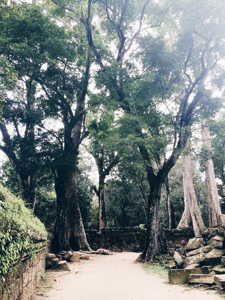 Ta Prohm in Cambodia