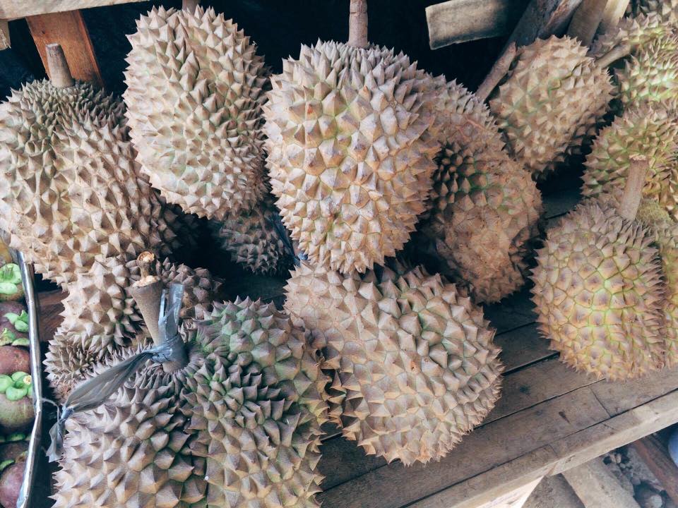 Davao Durian is the King of Fruits in the Philippines
